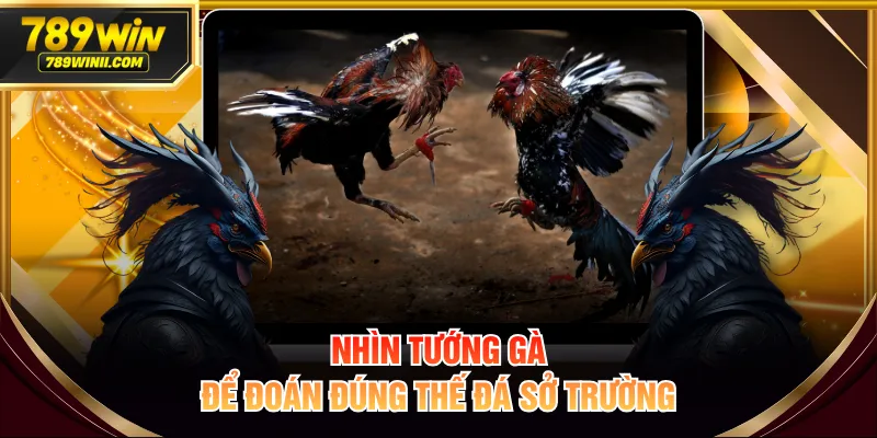 Nhìn tướng gà để đoán đúng thế đá sở trường